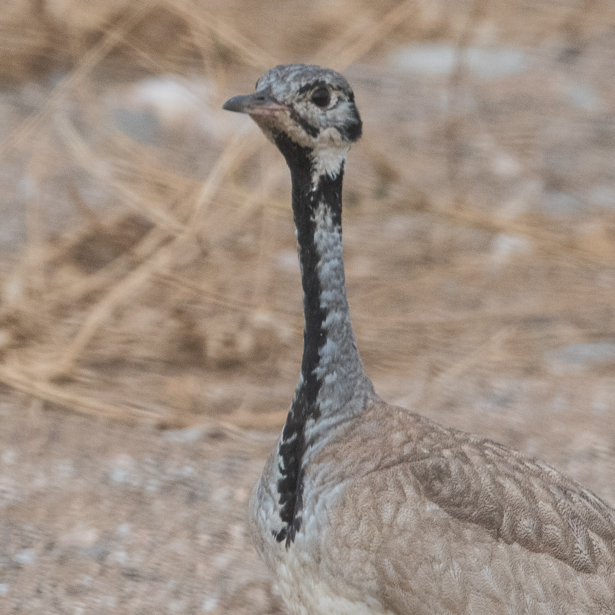 Outarde de Rüppell (Rüppell's korhaan, Eupodotis rueppelii), mâle nuptial, Désert du Namib, Namibie.